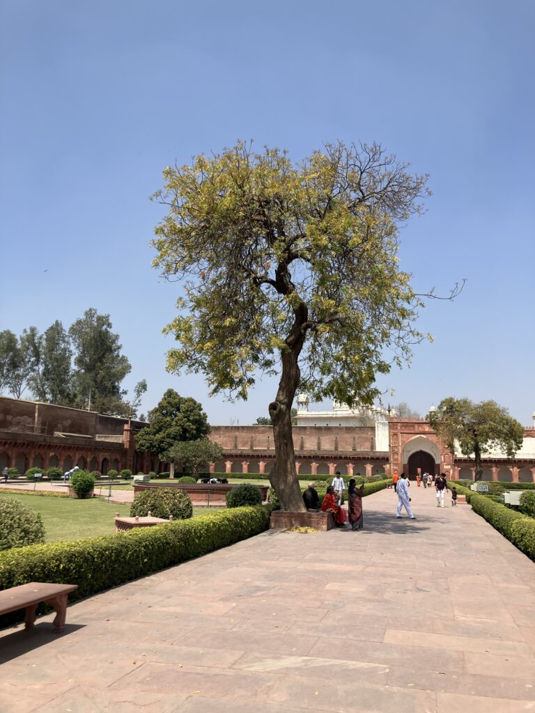 Taj Mahal & Agra Fort